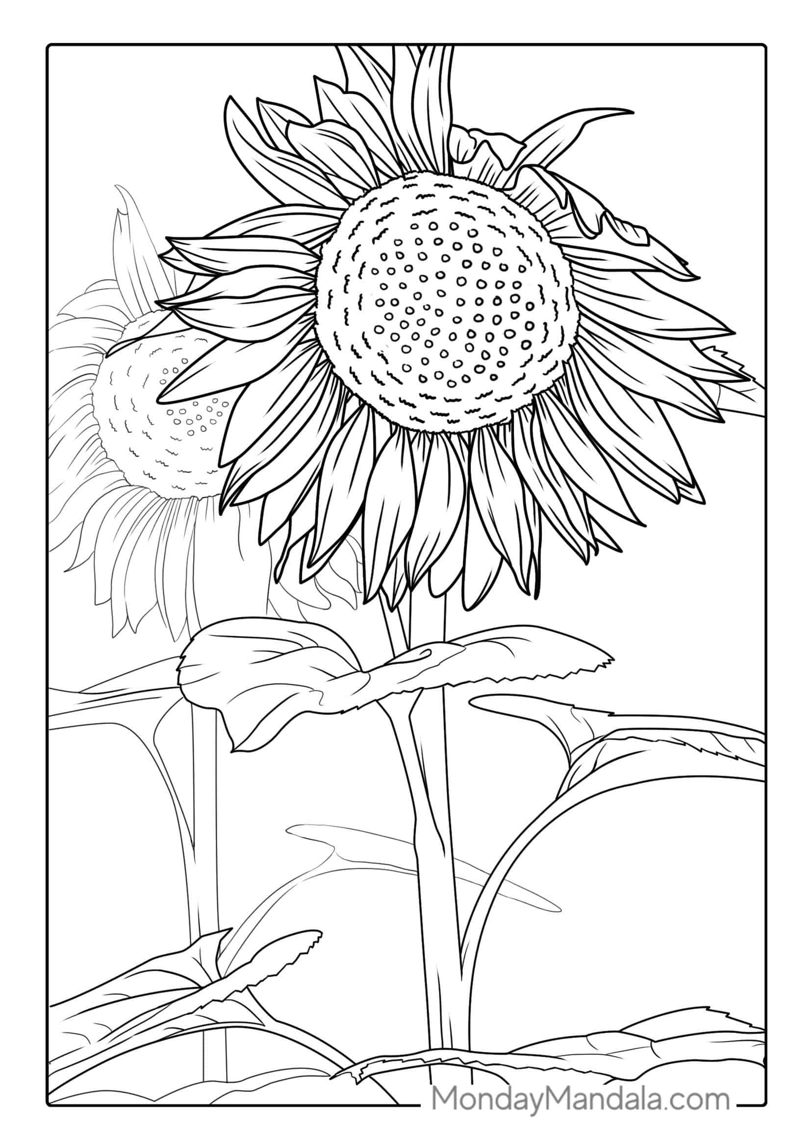 Detailed Adult Coloring Page Of Sunflowers coloring page — printable line art