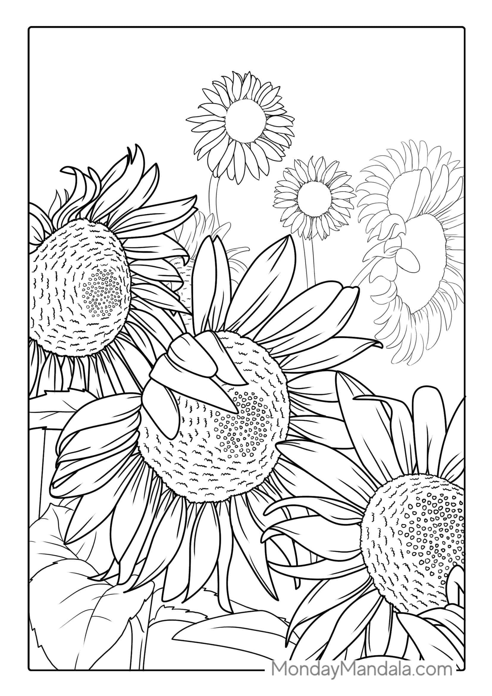 Detailed Sunflowers For Coloring coloring page