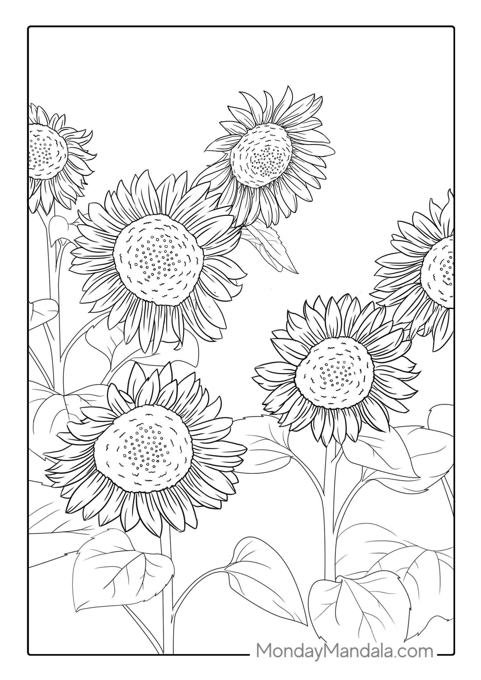 Field Of Sunflowers Coloring Page coloring page — printable line art