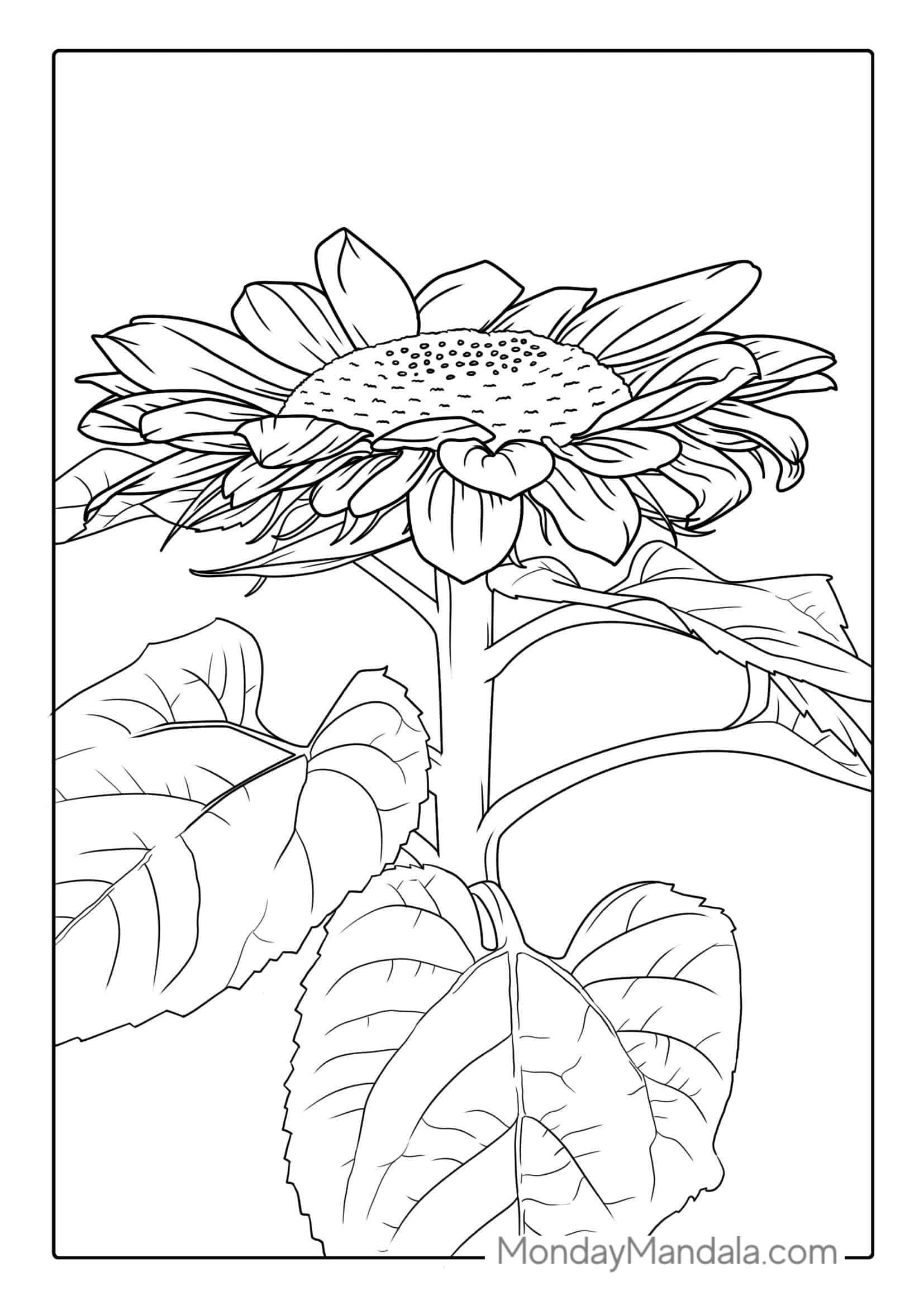 Sunflower With Big Petals For Coloring coloring page
