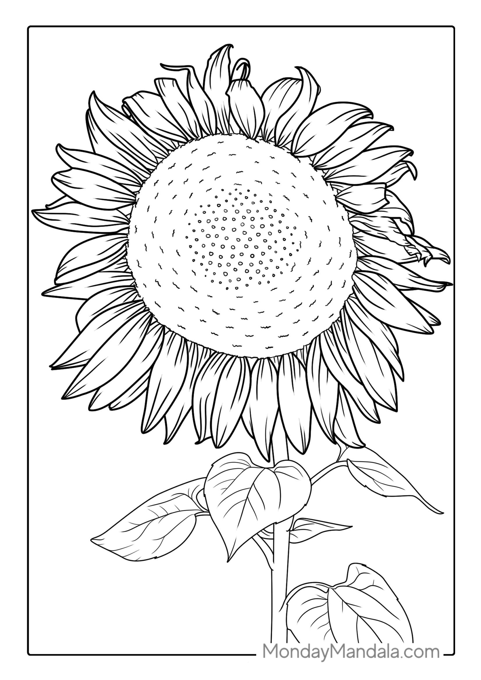 Tall Sunflower With Seeds Coloring In coloring page — printable line art