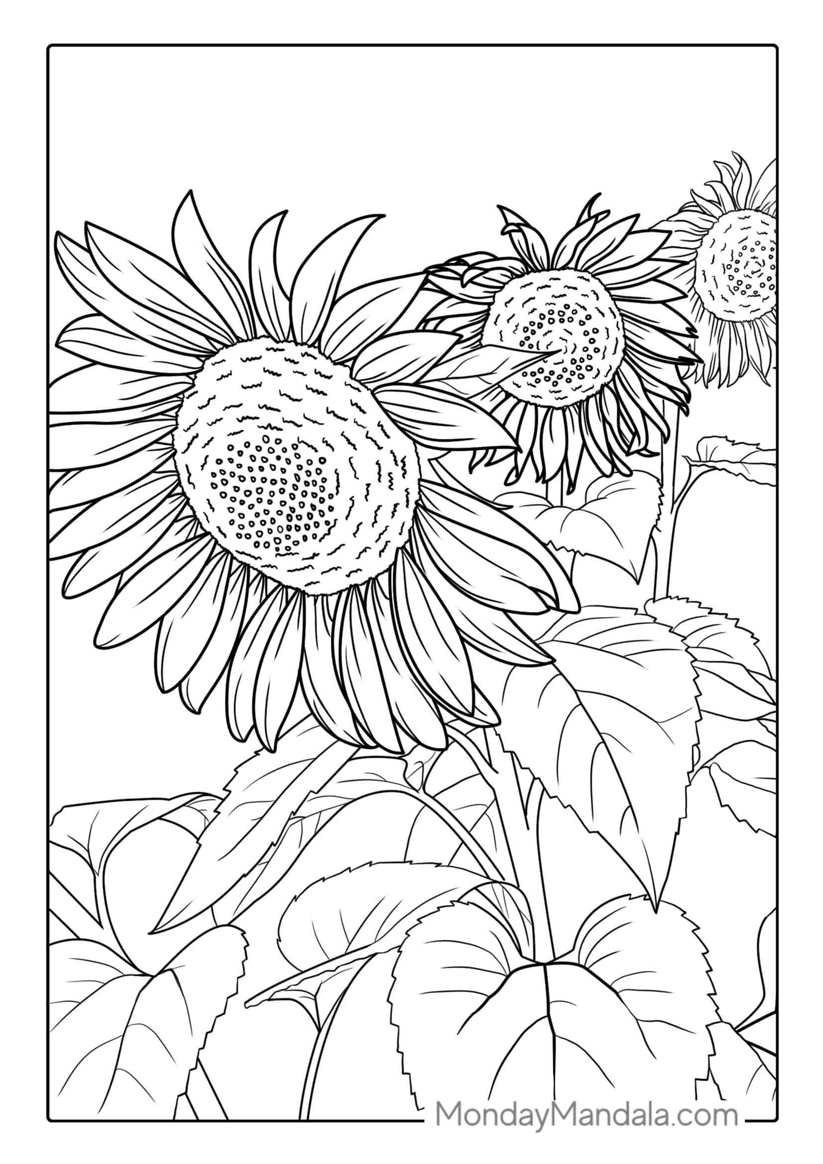Three Big Beautiful Sunflowers coloring page — printable line art