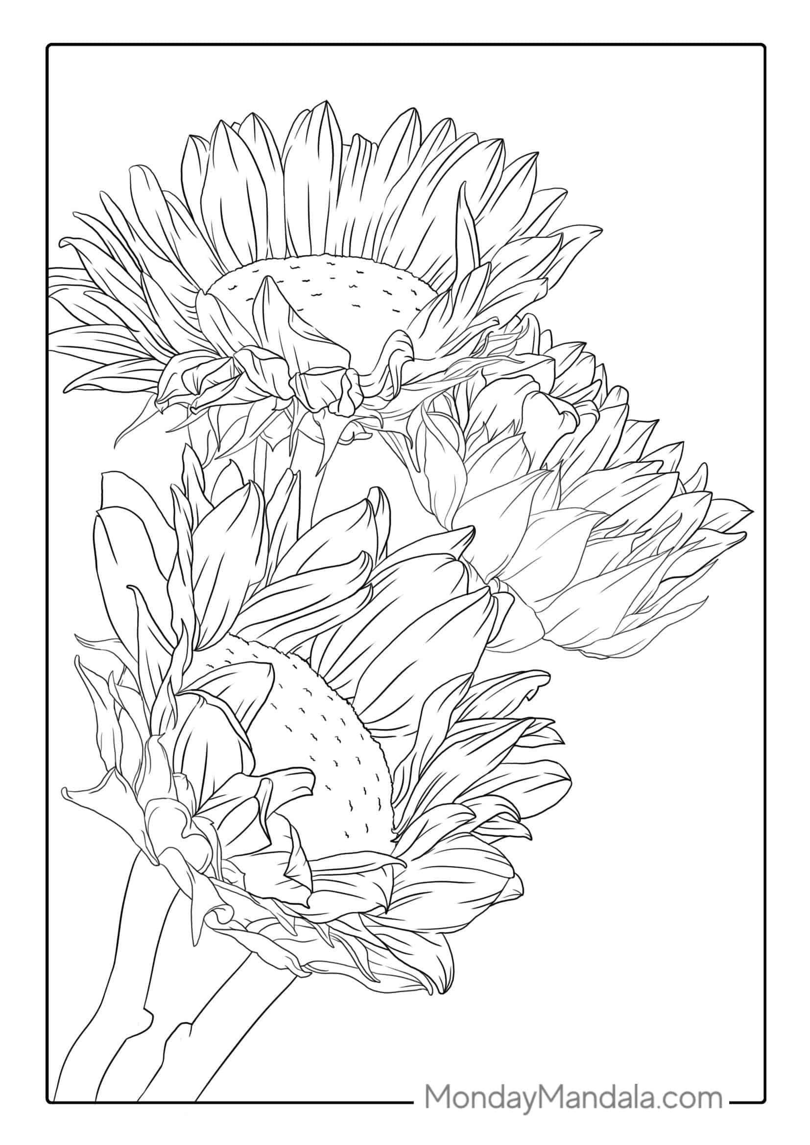 Three Wilting Sunflowers coloring page