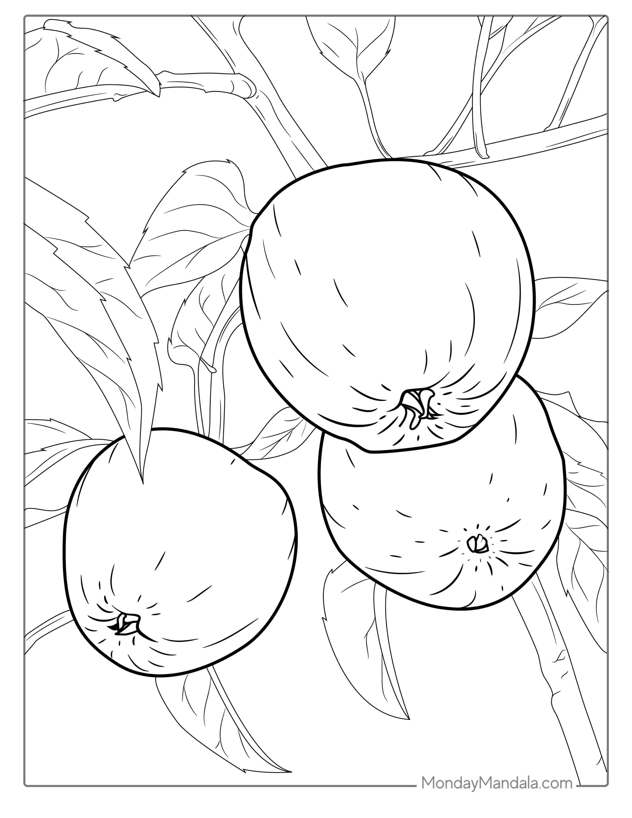 Three Empire Apples Hanging From Tree coloring page — printable line art