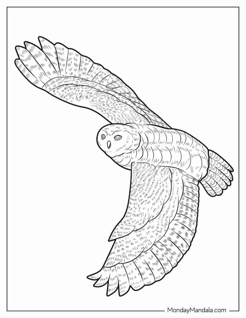Barn Owl Flying With Large Wings coloring page