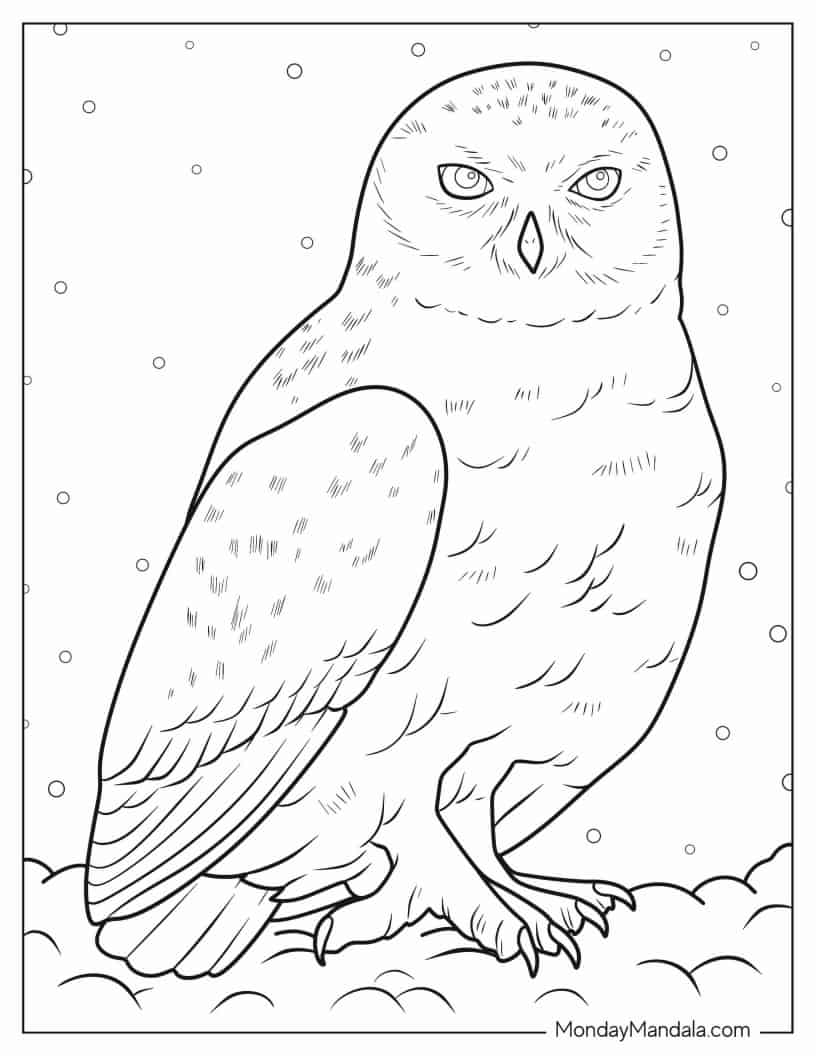 Detailed Snowy Owl To Color coloring page