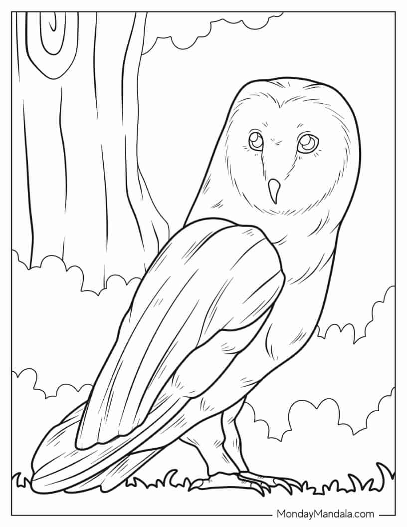 Simple Barn Owl To Color coloring page