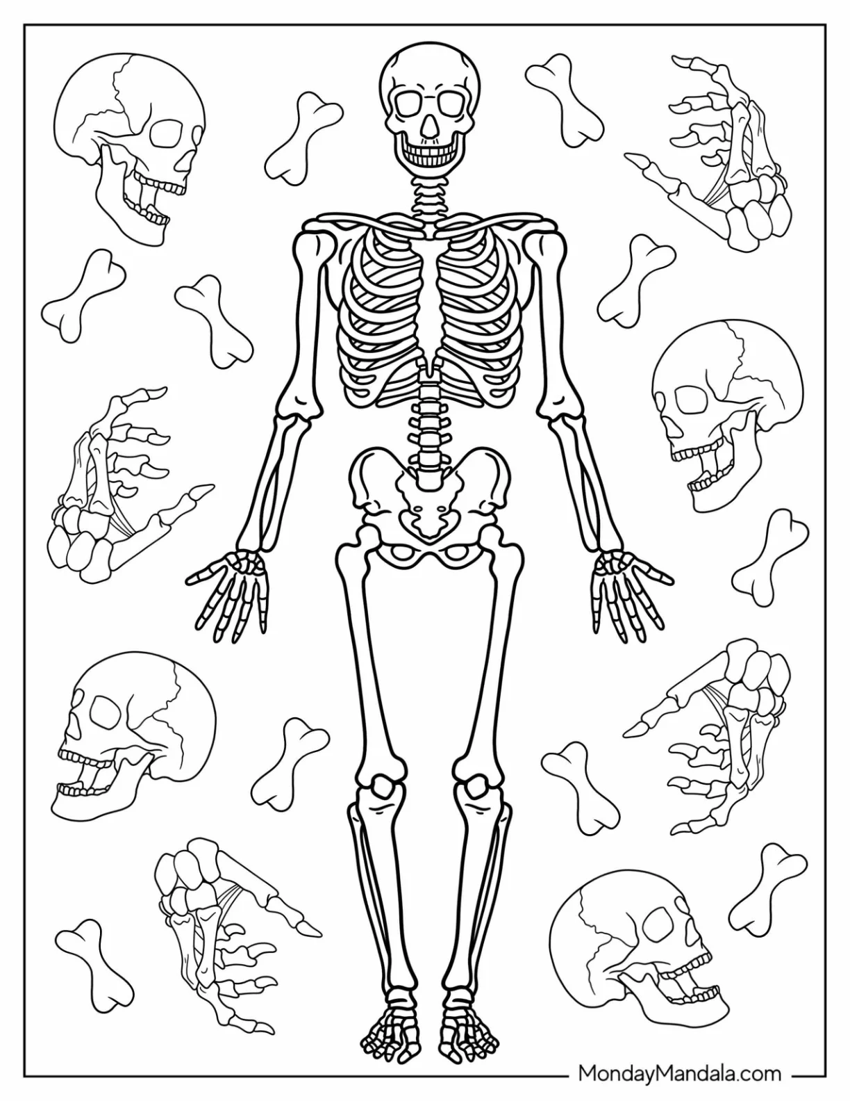 Realistic Adult Skeleton Coloring Page coloring page — printable line art