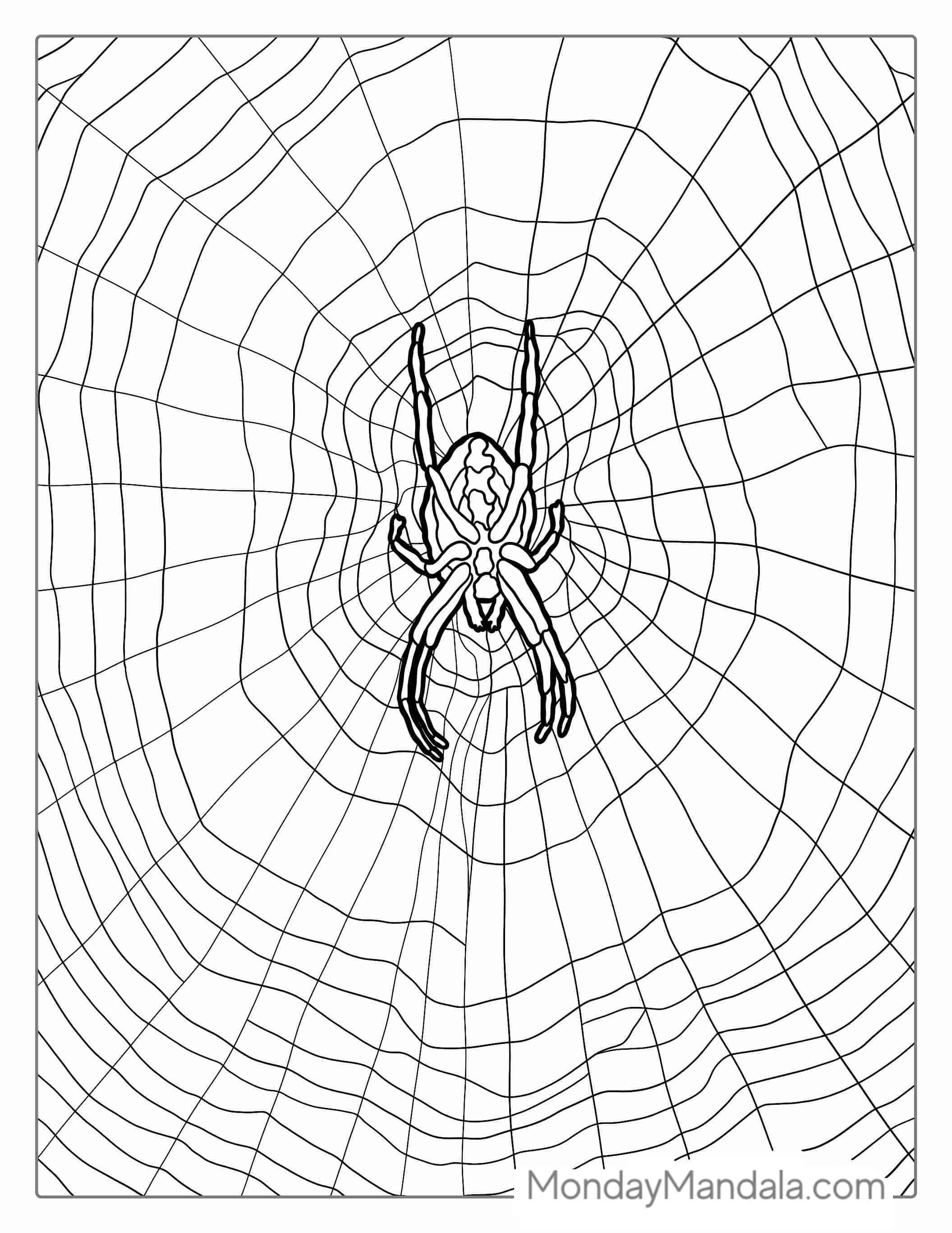 Common House Spider On Web coloring page