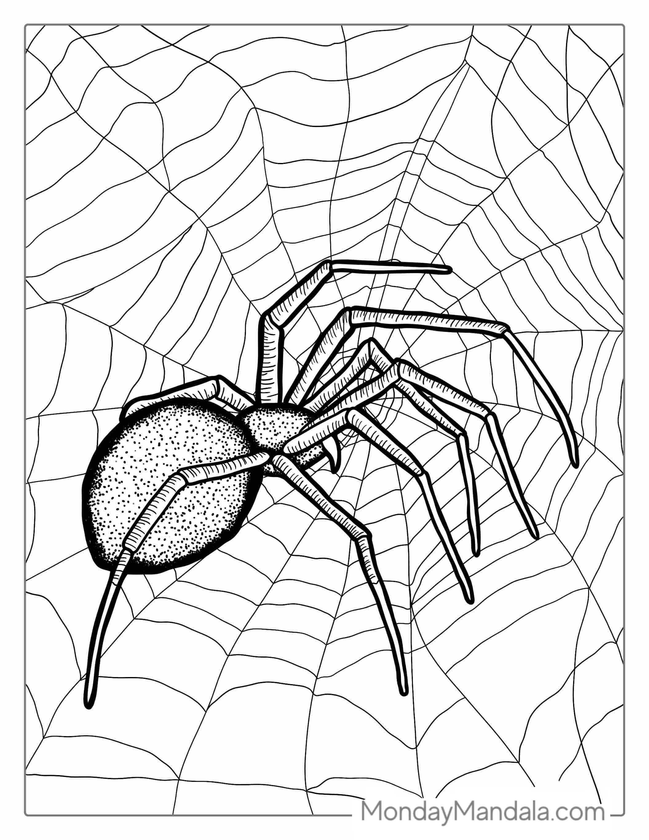 Detailed Black Widow Spider Coloring Sheet coloring page — printable line art