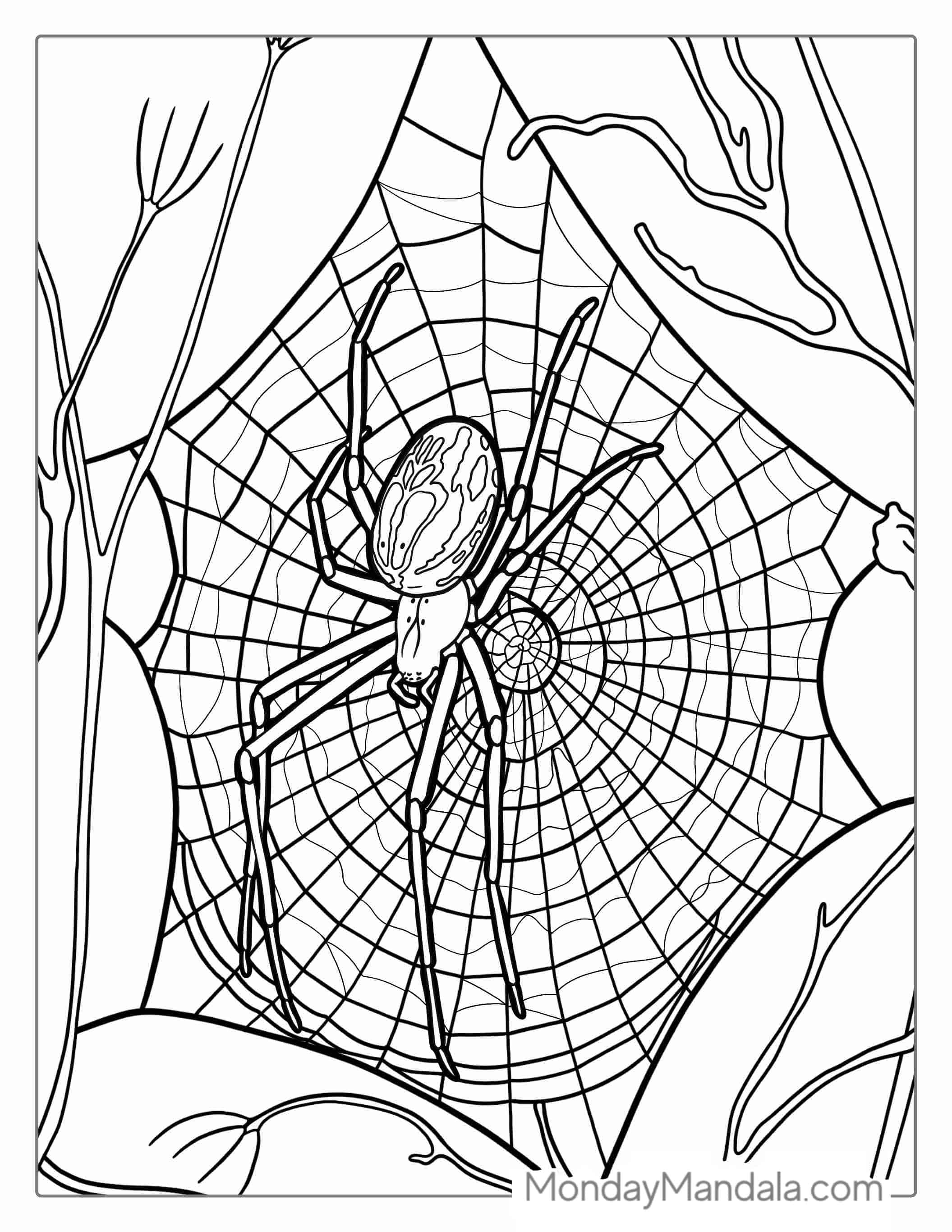European Garden Spider Coloring Page coloring page