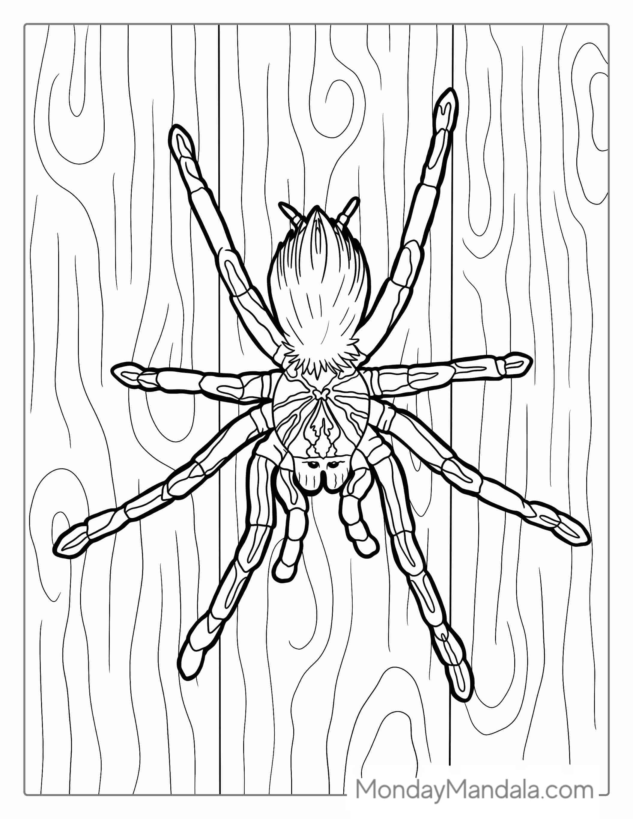 Giant Tarantula Coloring Page coloring page
