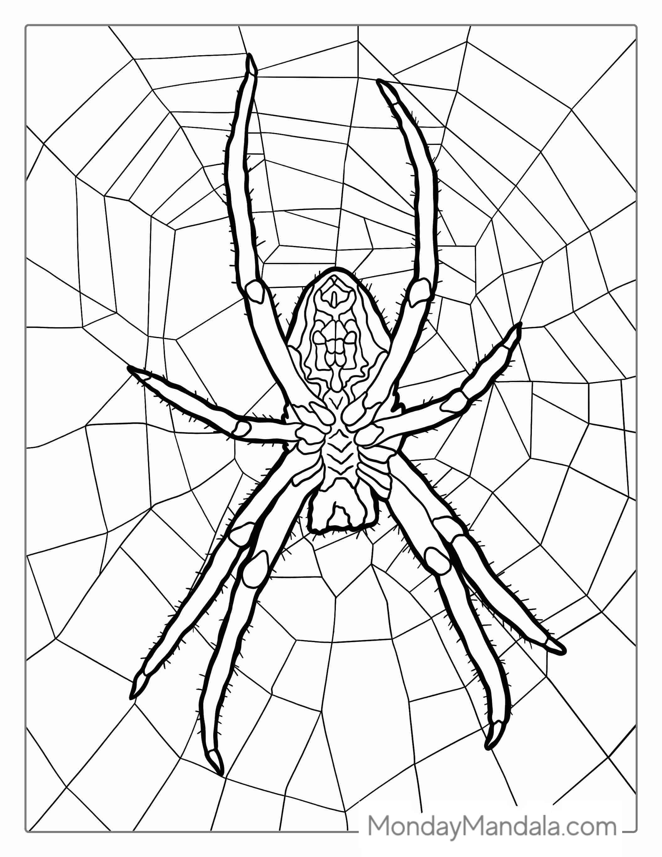 Huntsman Spider On Web Coloring Page coloring page