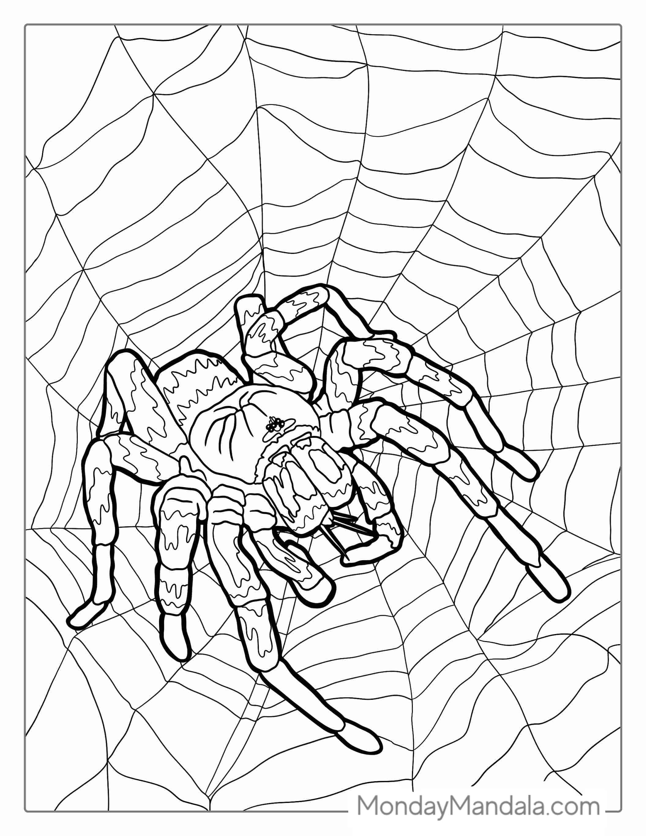 Mexican Tarantula Coloring Page coloring page