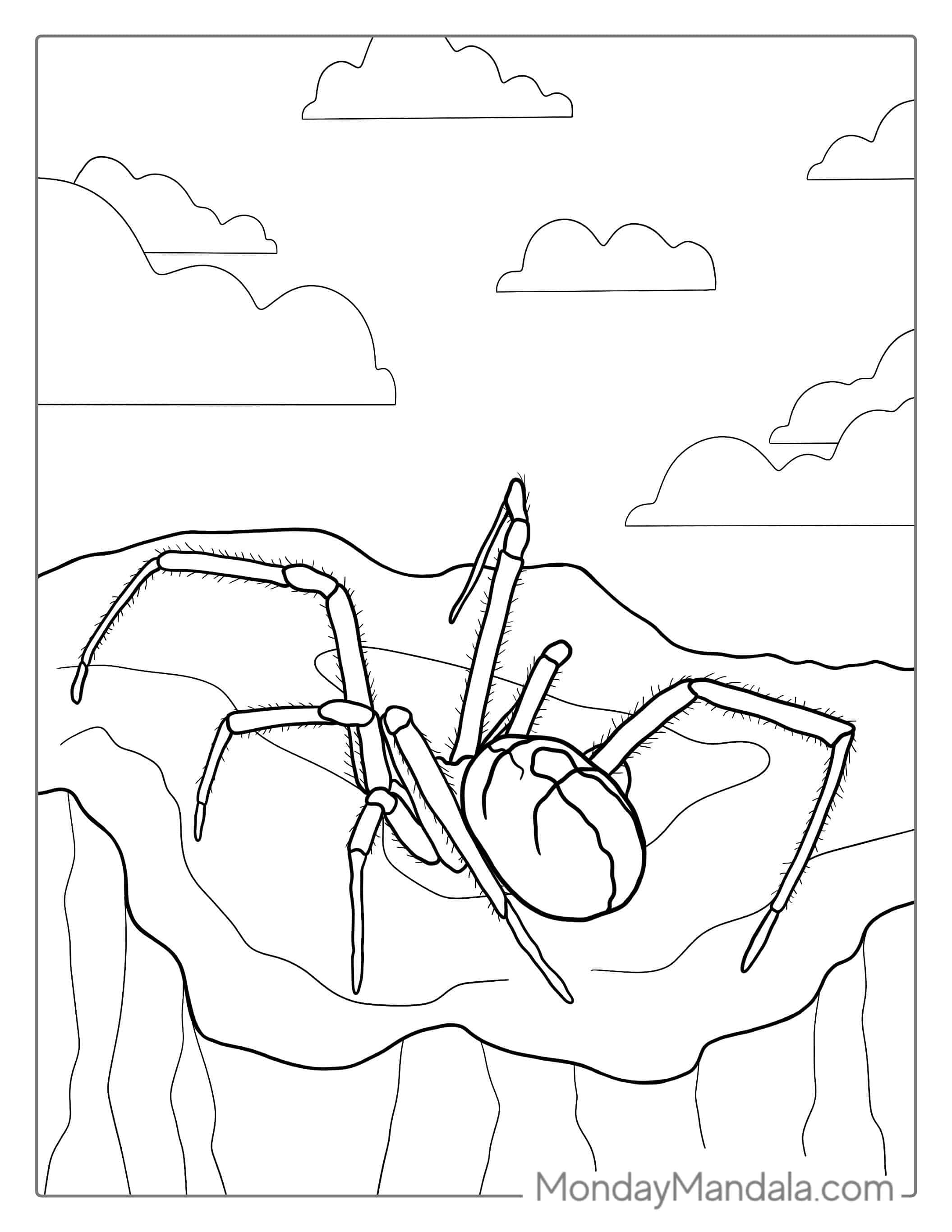 Red Back Venomous Spider Coloring Sheet coloring page — printable line art