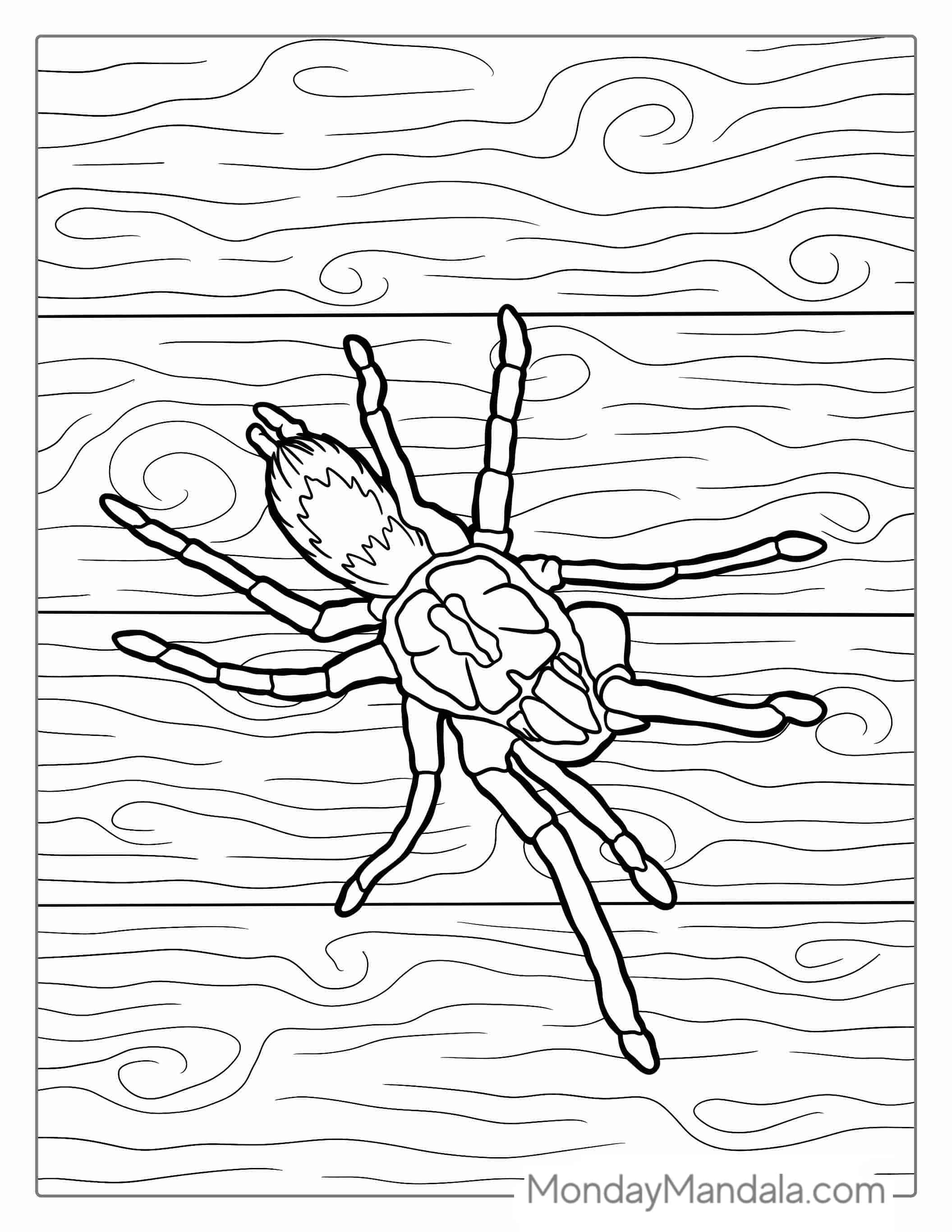Texas Brown Tarantula Coloring Sheet coloring page — printable line art