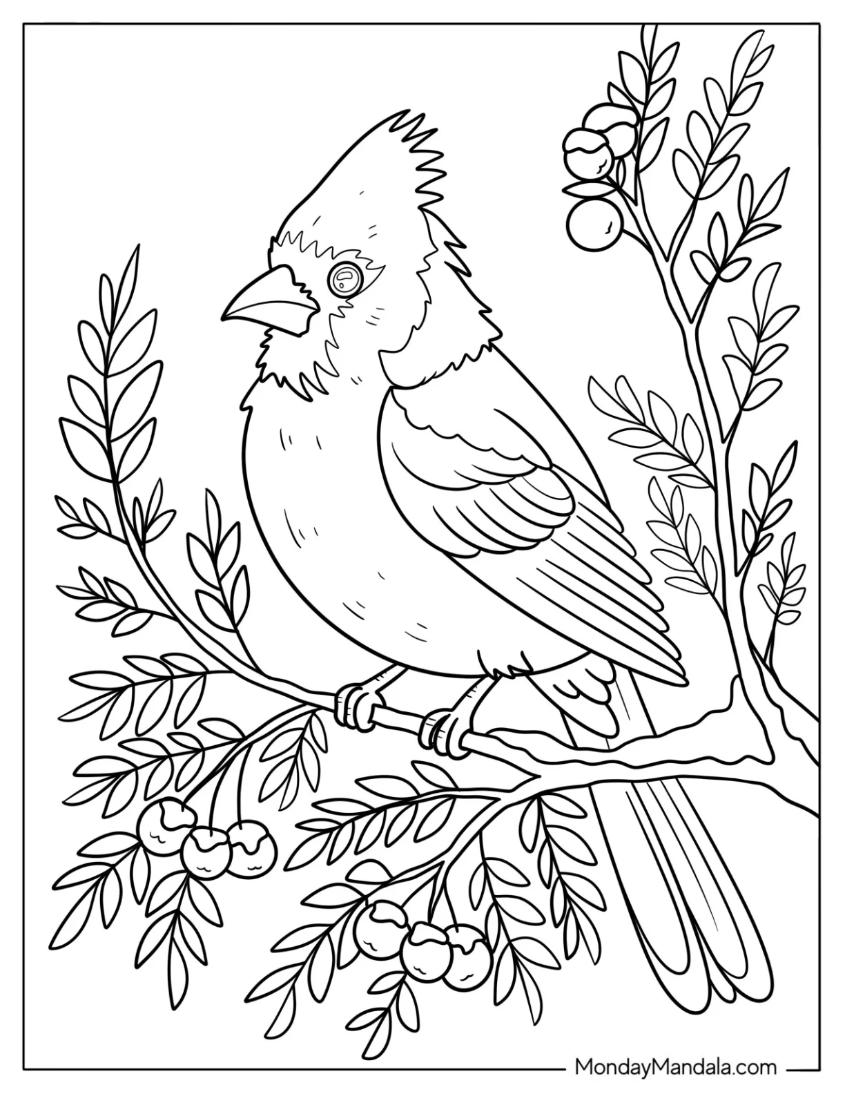 Bird Coloring Page of Red Cardinal Bird Sitting on Snowy Evergreen Branch coloring page — printable line art