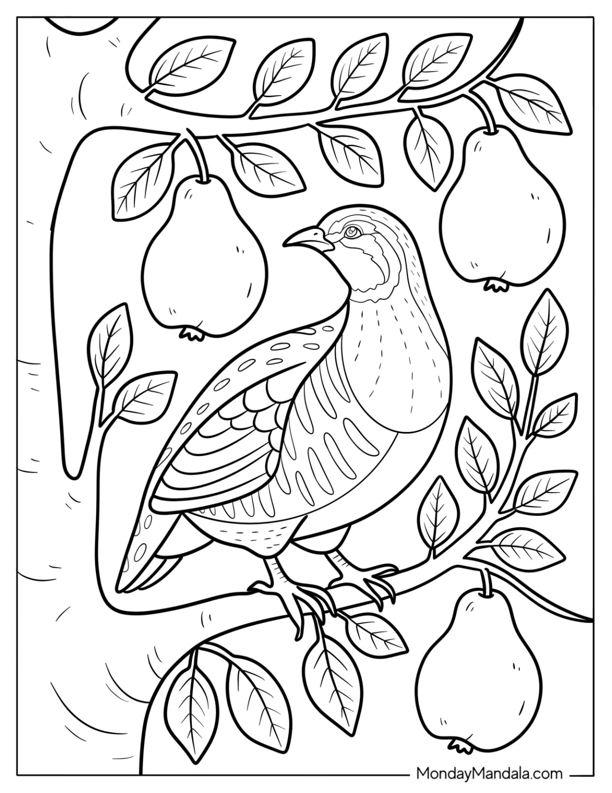 Partridge Bird Sitting on a Branch of a Pear Tree coloring page — printable line art